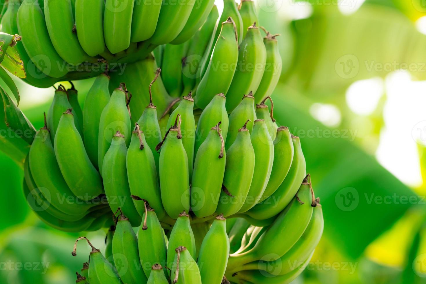Closeup bunch of raw green cultivated bananas in the banana garden. Cultivated banana plantation