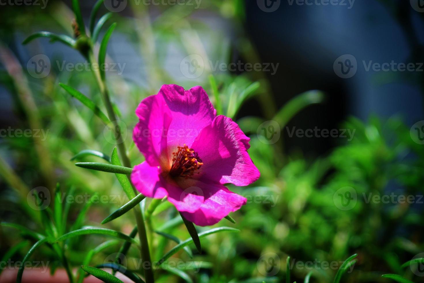 Cerise Moss Rose Portulaca. Location - Bogura, Bangladesh. Date - 30 November 2022 photo