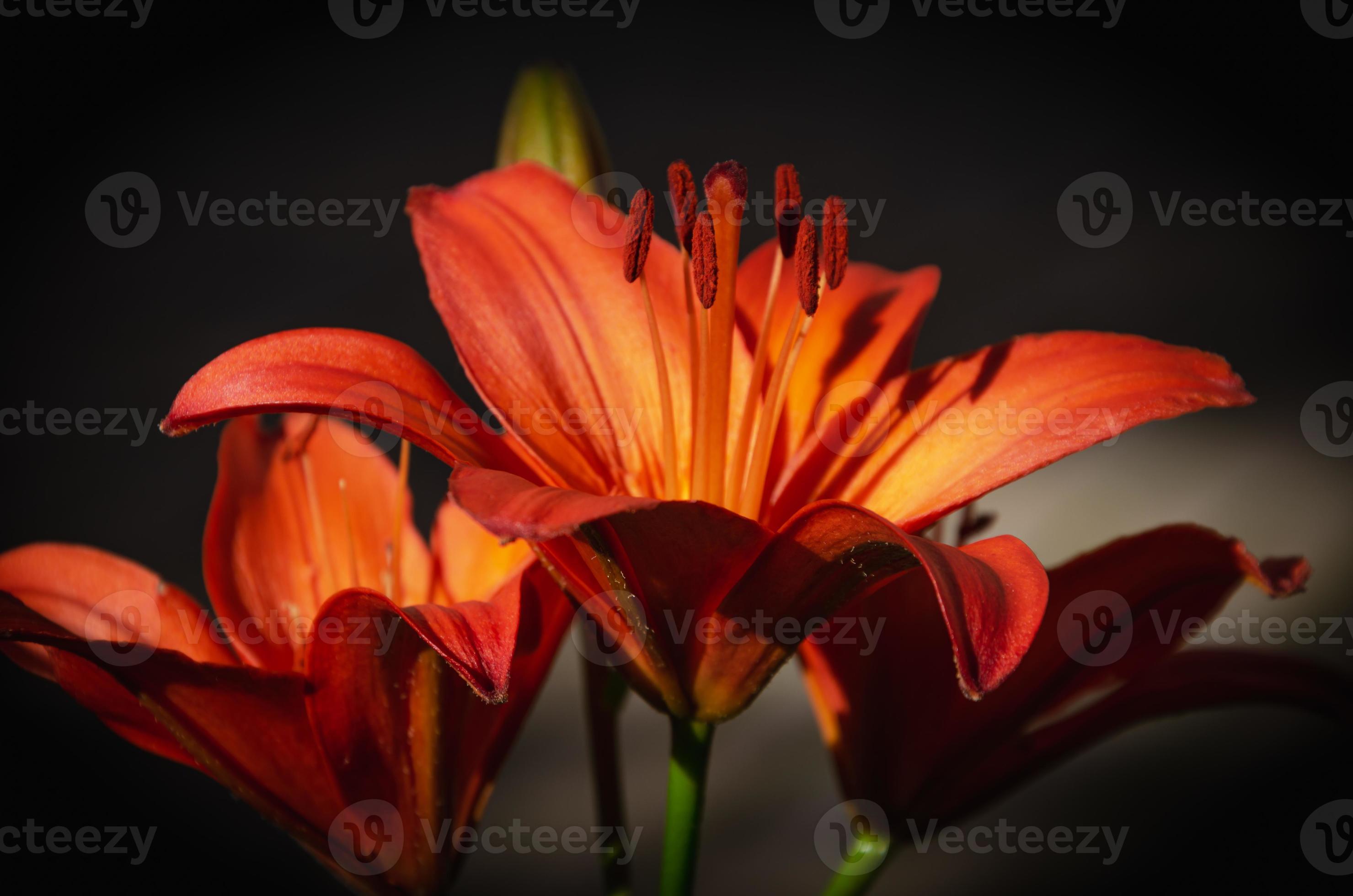 the lily plant bloomed beautifully, brightly. red lily flowers 15247252