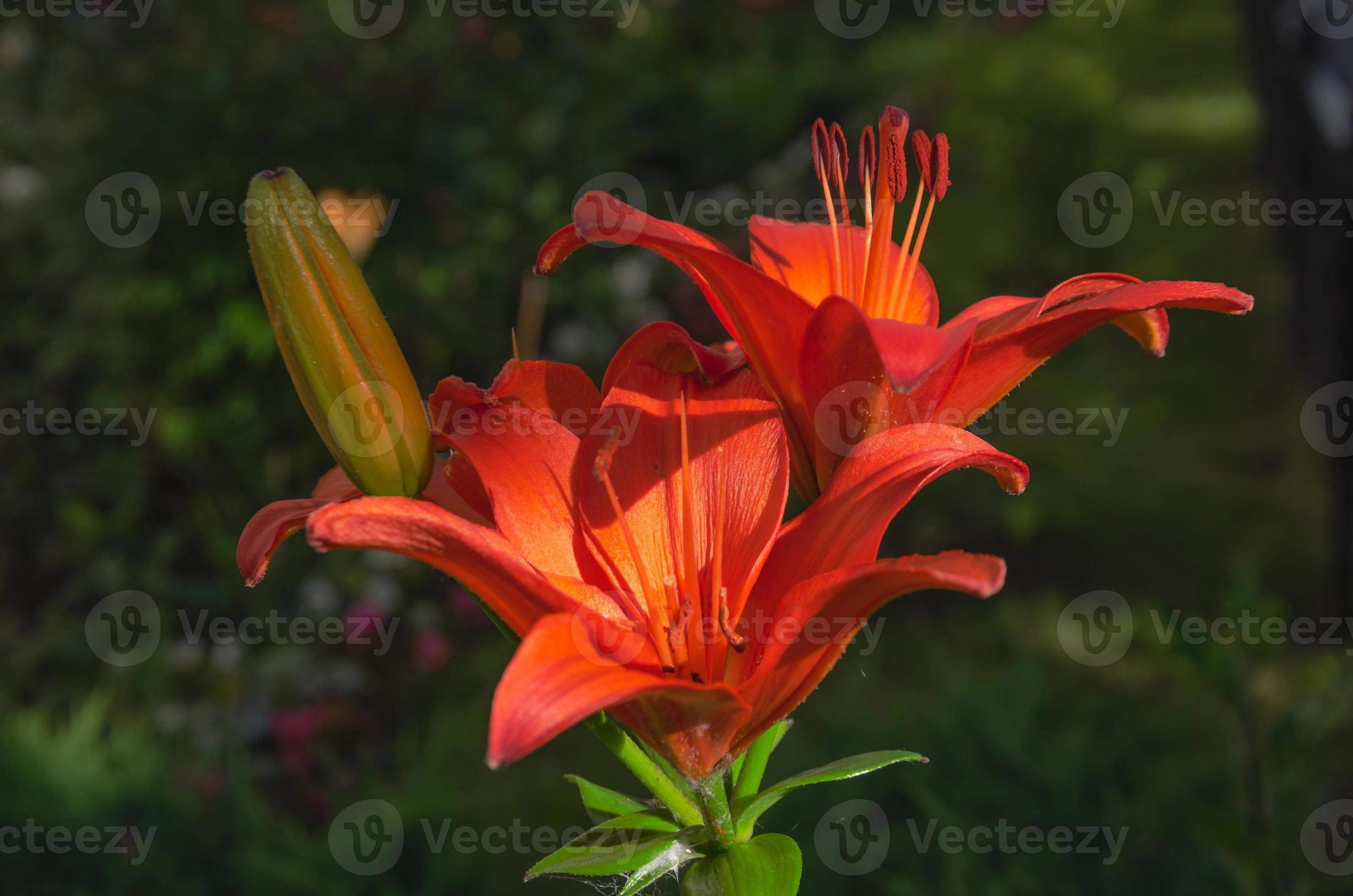 the lily plant bloomed beautifully, brightly. red lily flowers 15247253