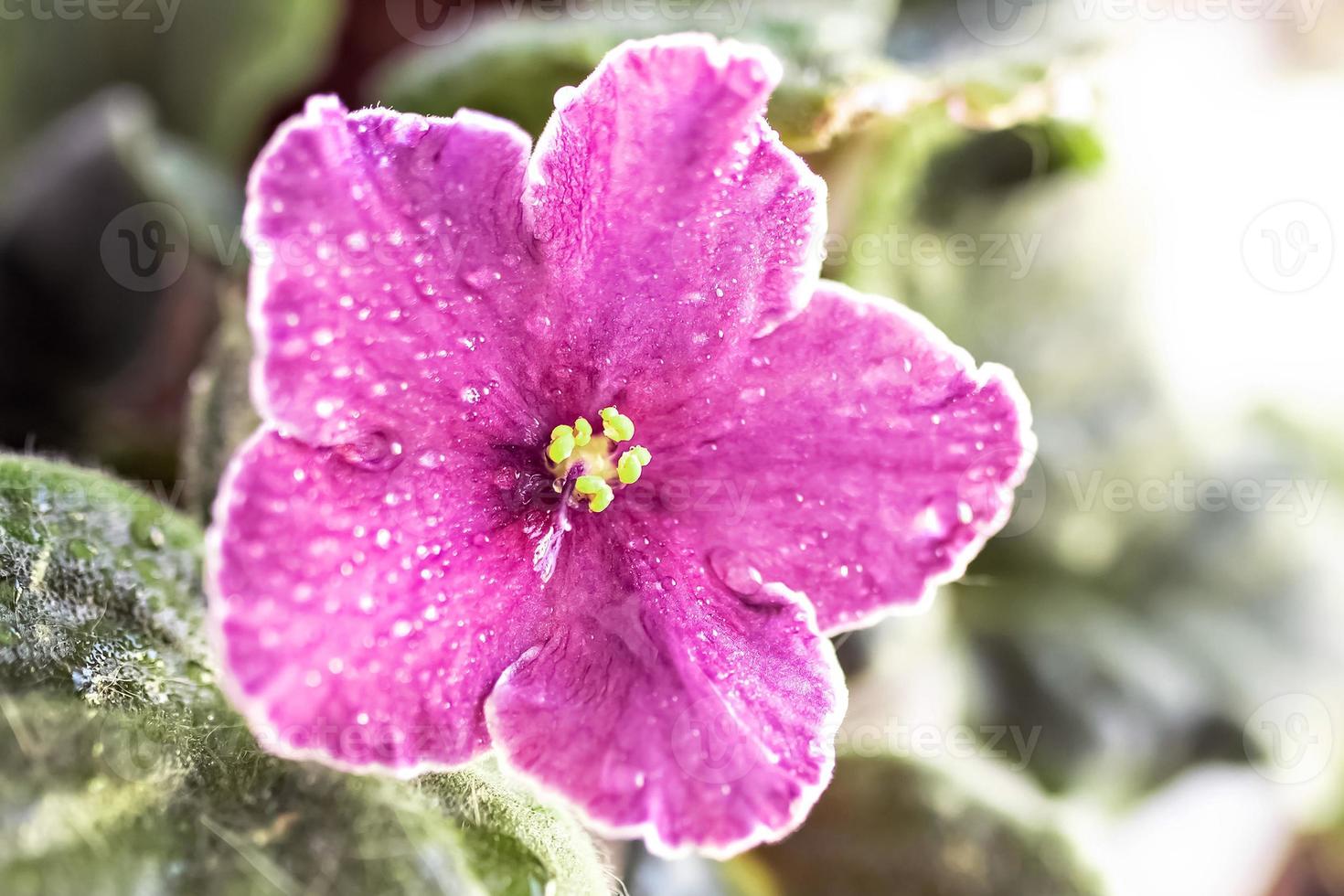 Close up purple Violet flower. Spring, flowering. Bloom. photo