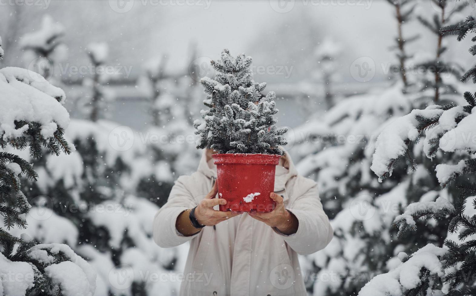 Handsome young man in warm coat holding red pot with fir tree outdoors at daytime photo