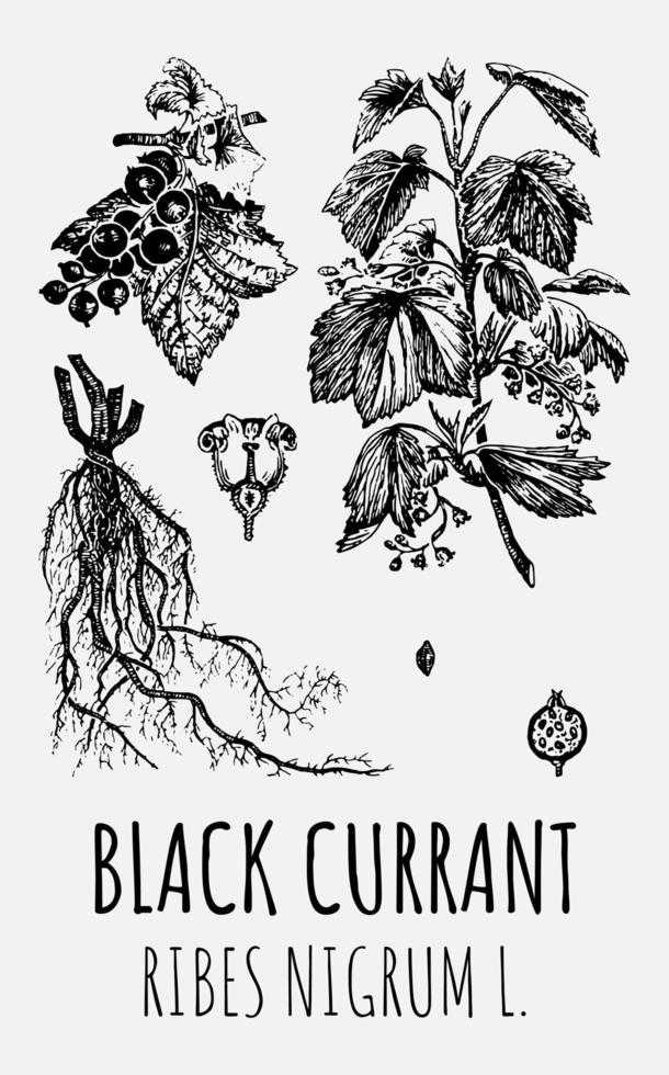 Vector drawings of Black currant. Hand drawn illustration. Latin name RIBES NIGRUM L.