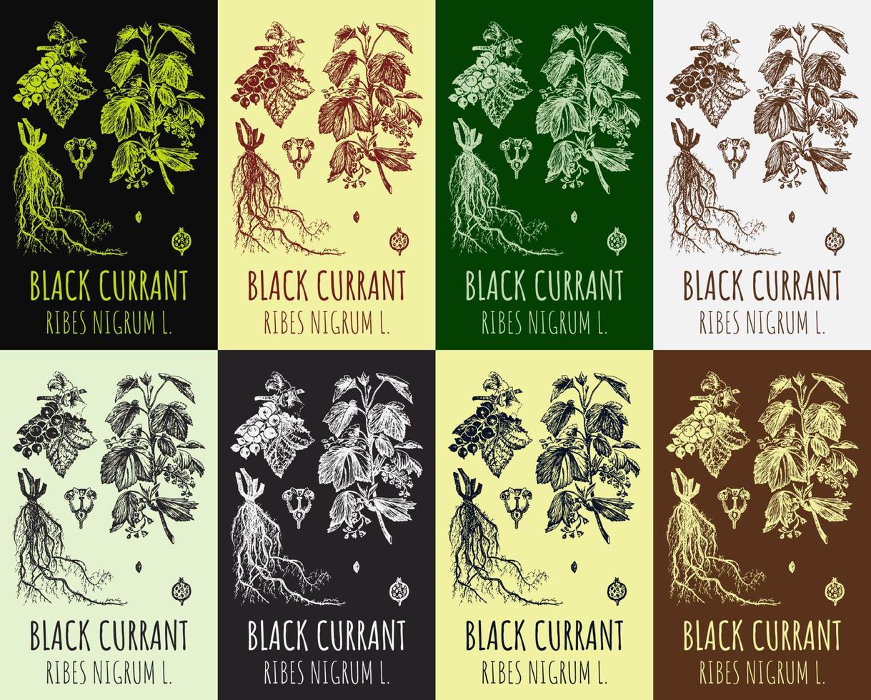 Set of vector drawings of Black currant in different colors. Hand drawn illustration. Latin name RIBES NIGRUM L.