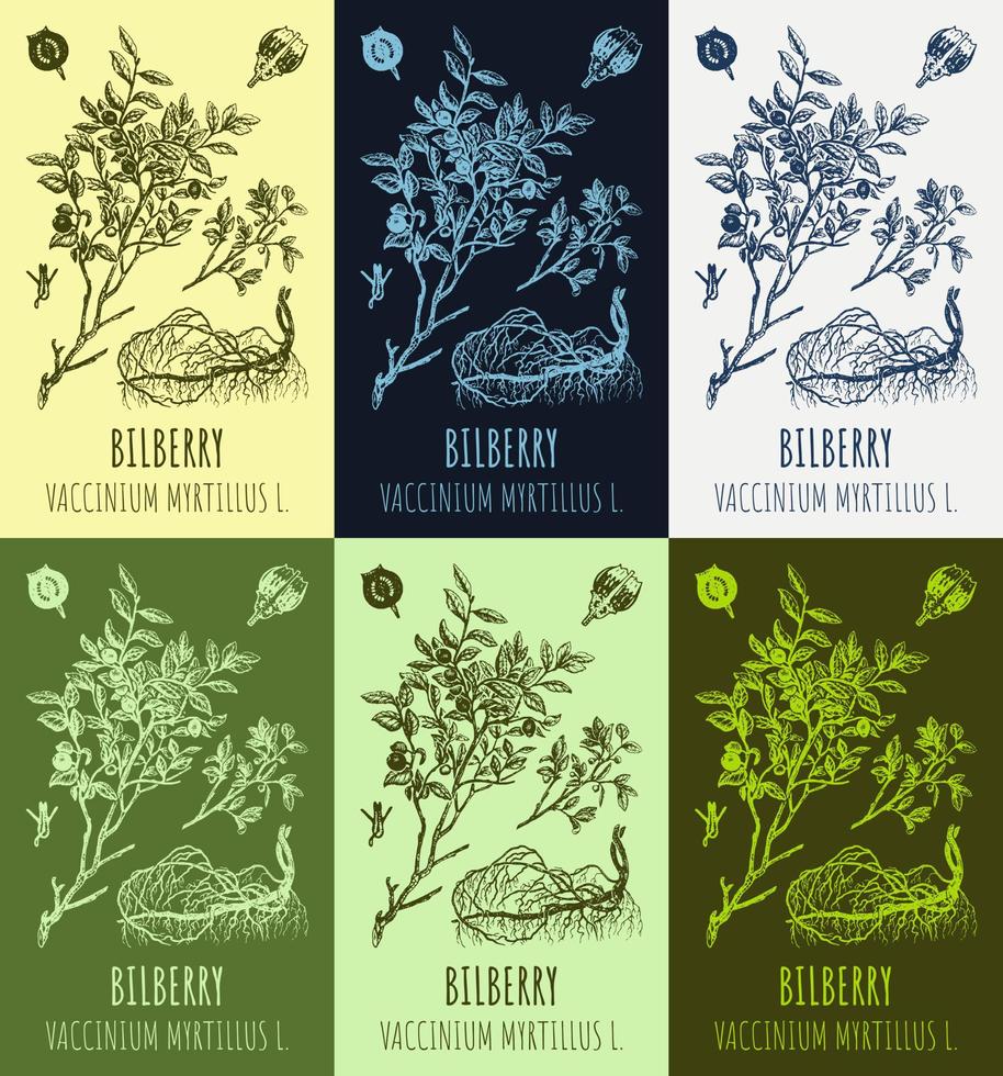 Set of vector drawings of blueberries in different colors. Hand drawn illustration. Latin name Vaccinium myrtillus L.