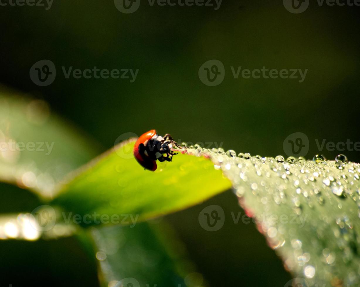 ladybird on grass photo