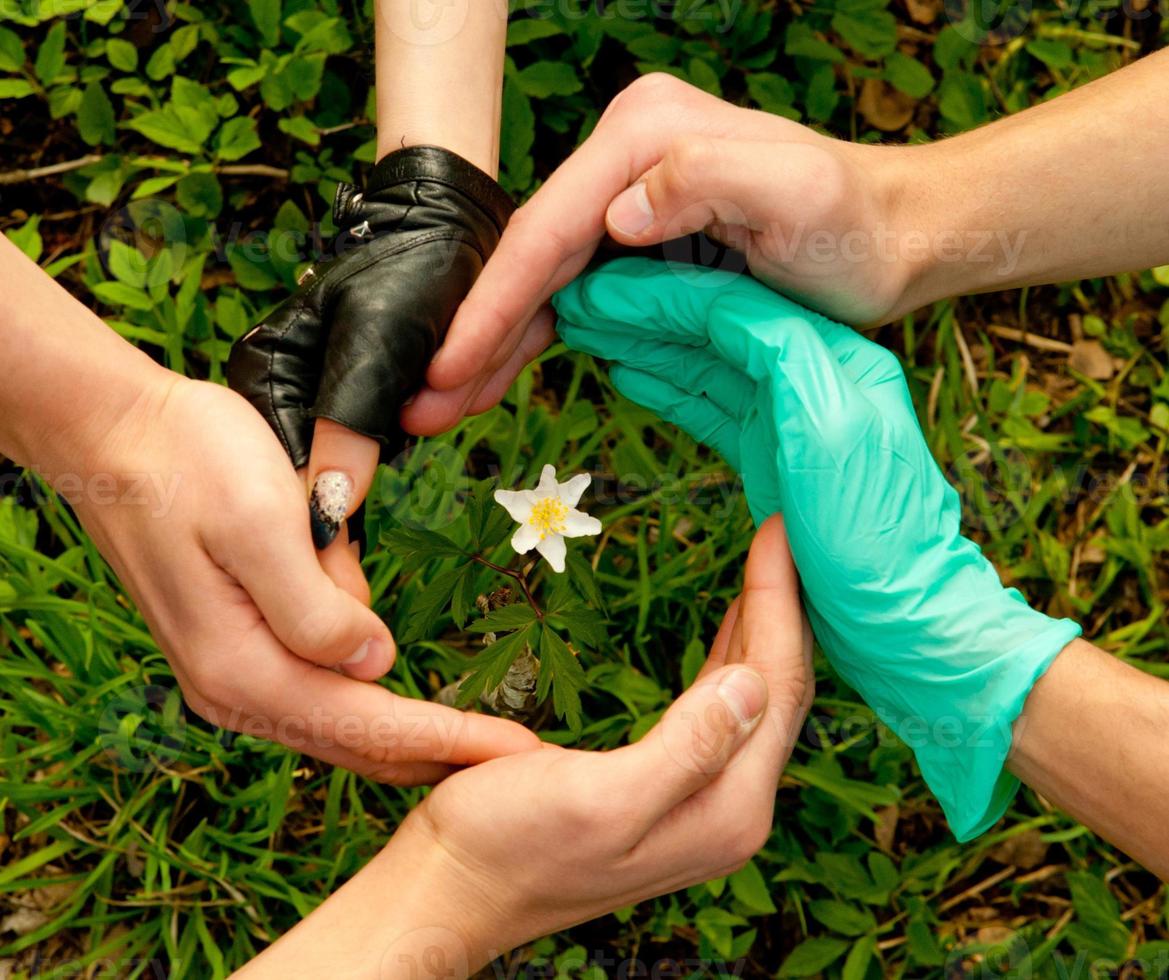 protecting green plants photo