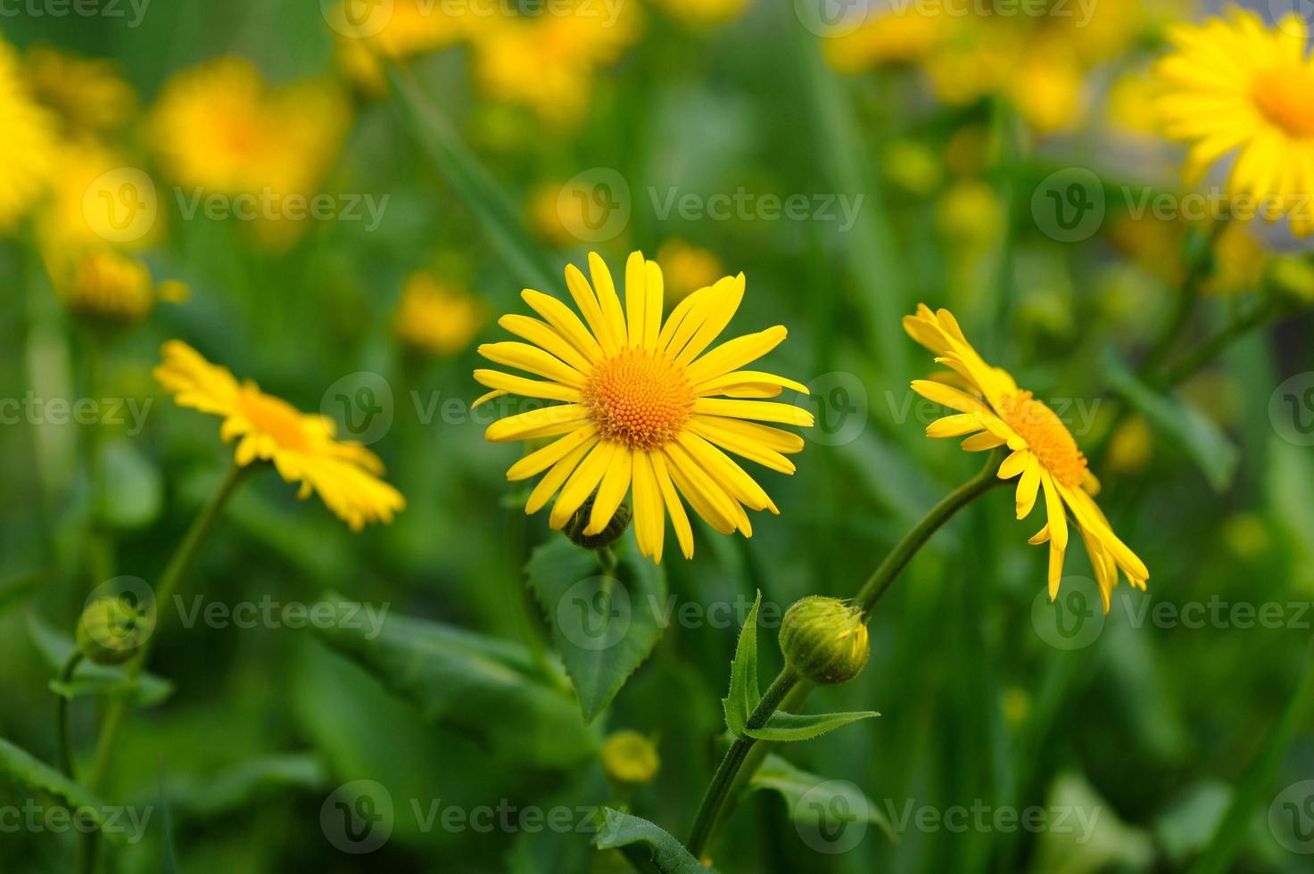 Daisy flower macro photo