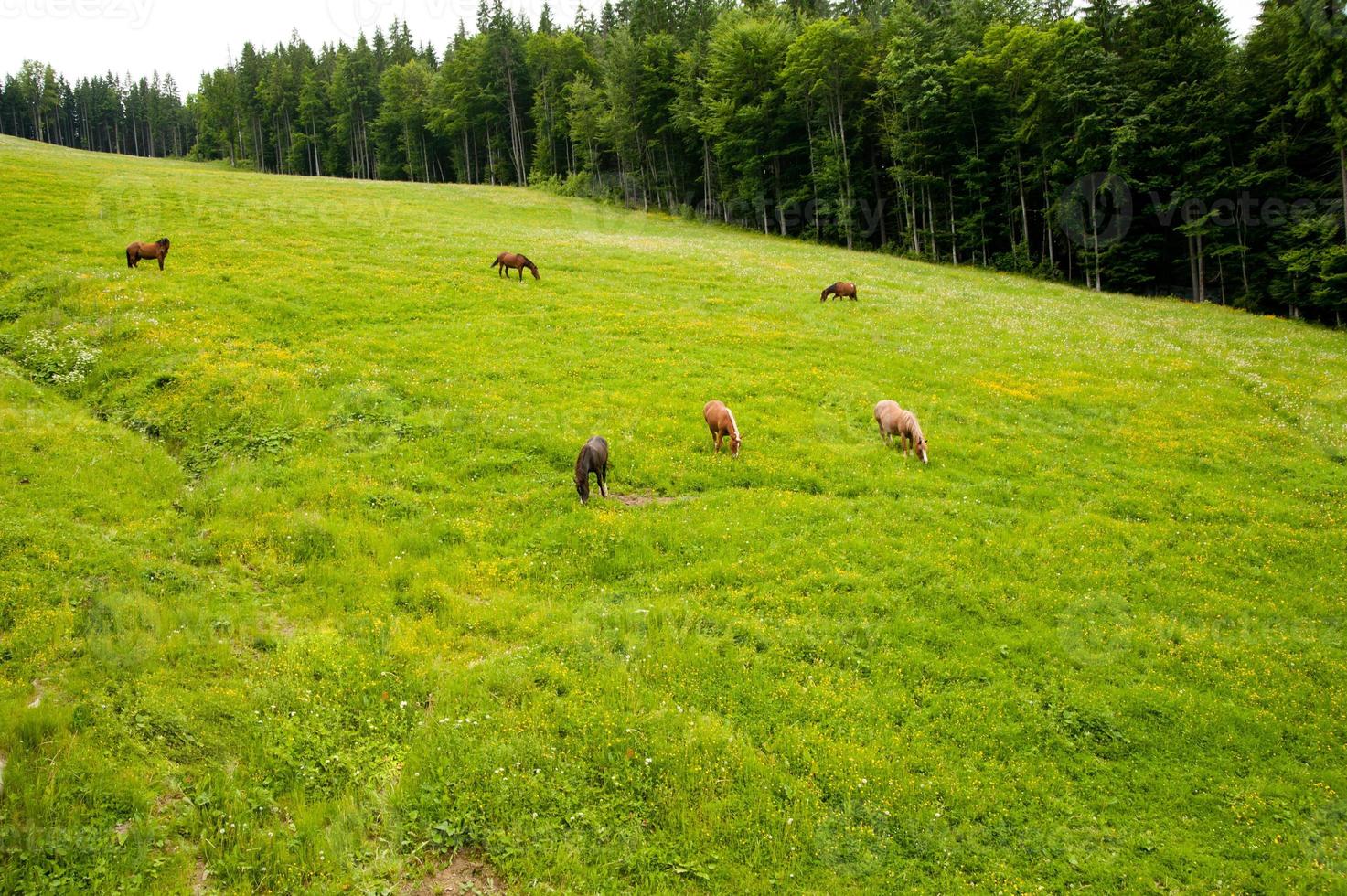 los caballos en el pasto foto