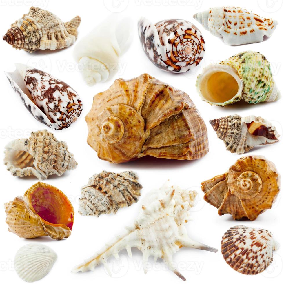 Seashell collection isolated photo