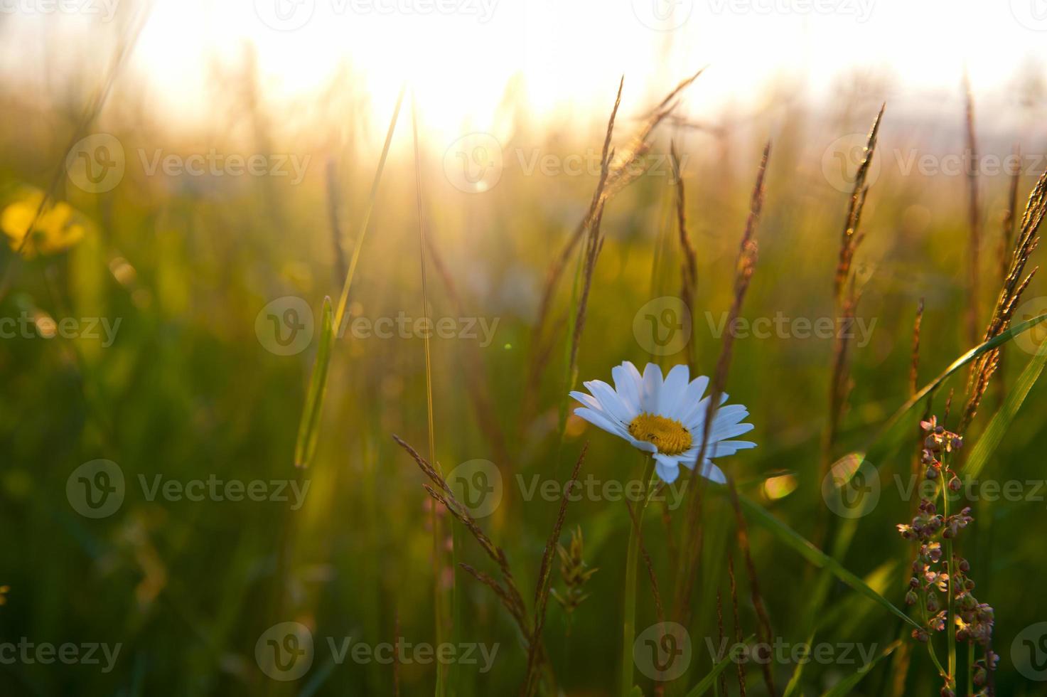 puesta de sol en campo foto