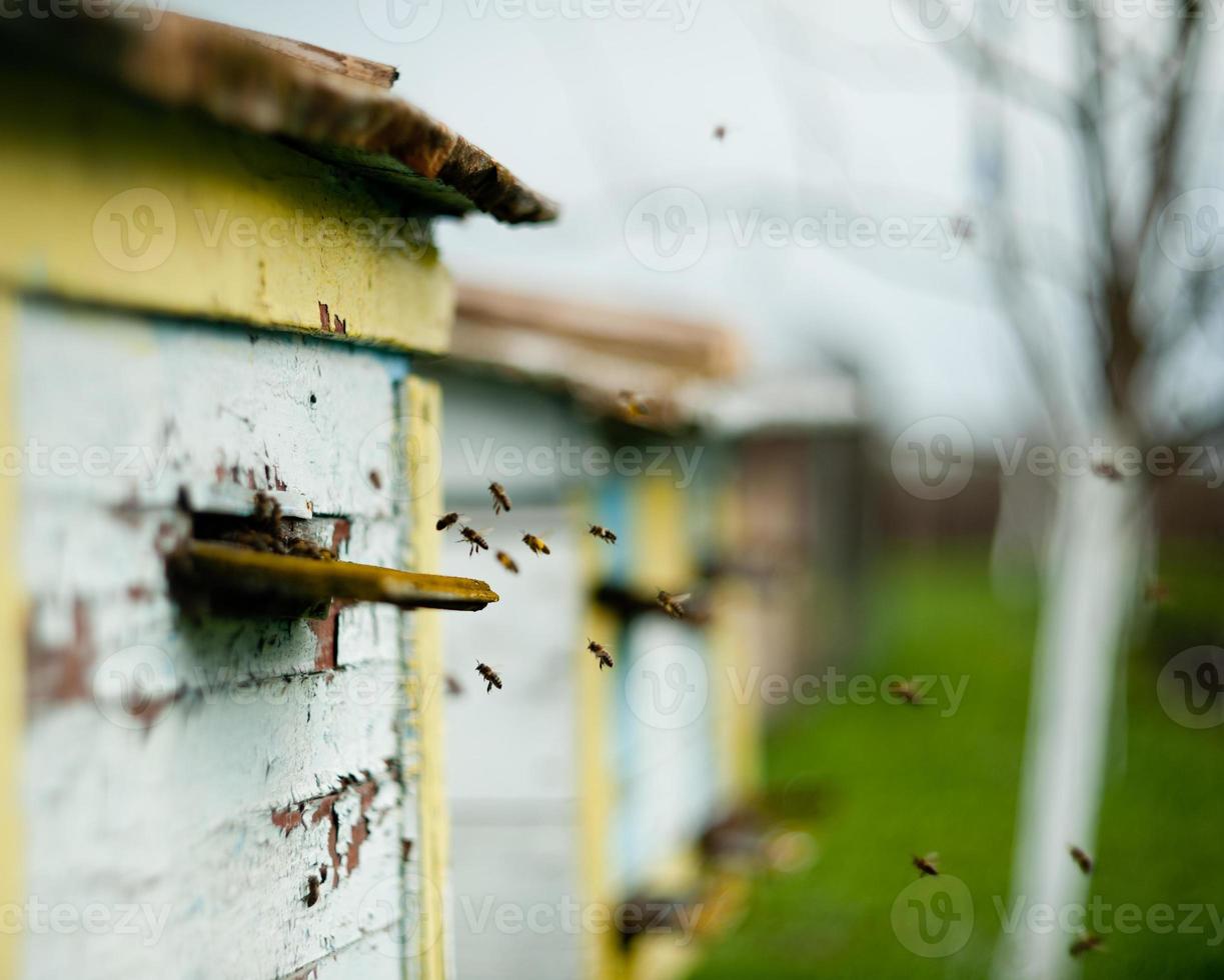 Bees fly around the hive photo