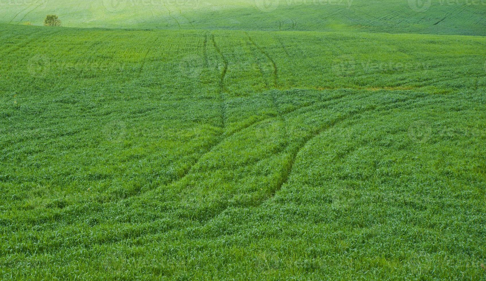 fresh summer grass photo