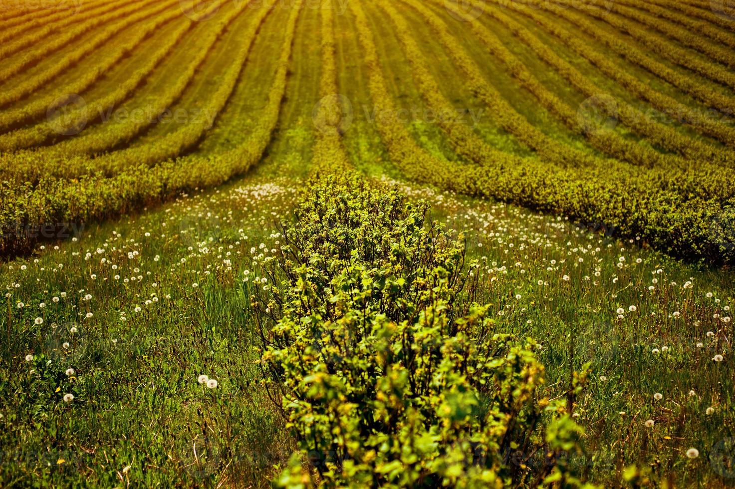 campo verde con arbustos foto