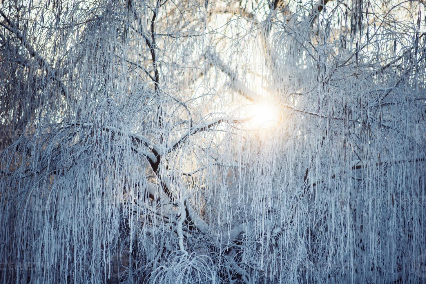 parque de invierno en la nieve foto