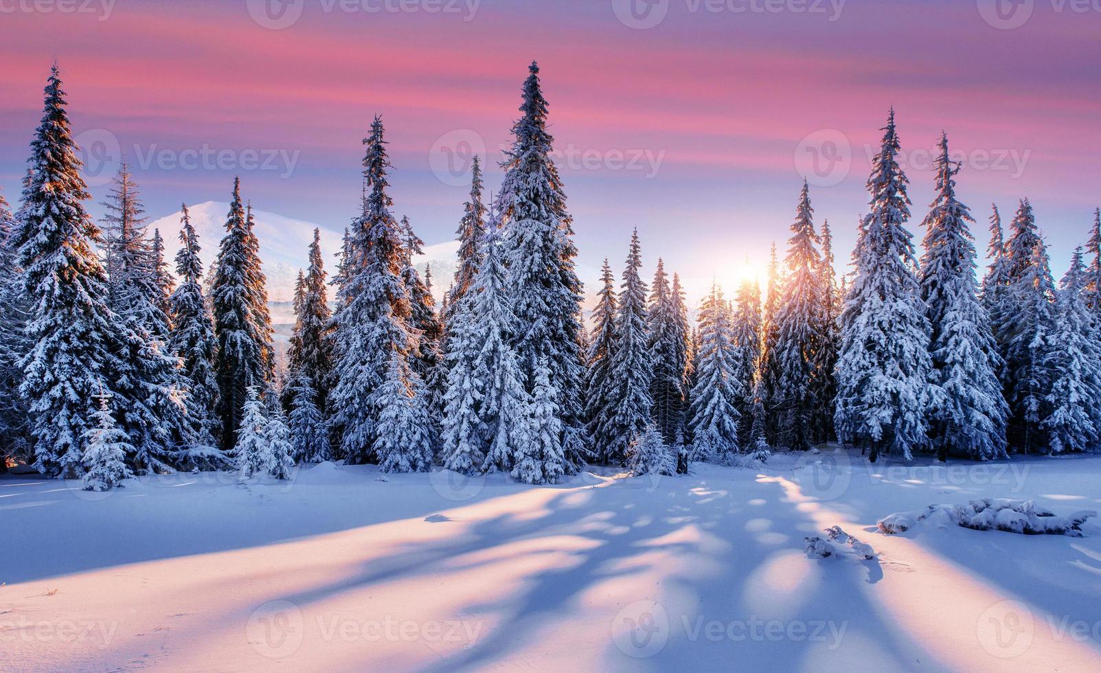 Purple sky. Majestic landscape with forest at winter time. Scenery