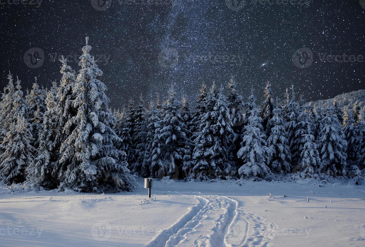 Majestic landscape with forest at winter night time with stars in the sky. Scenery background photo