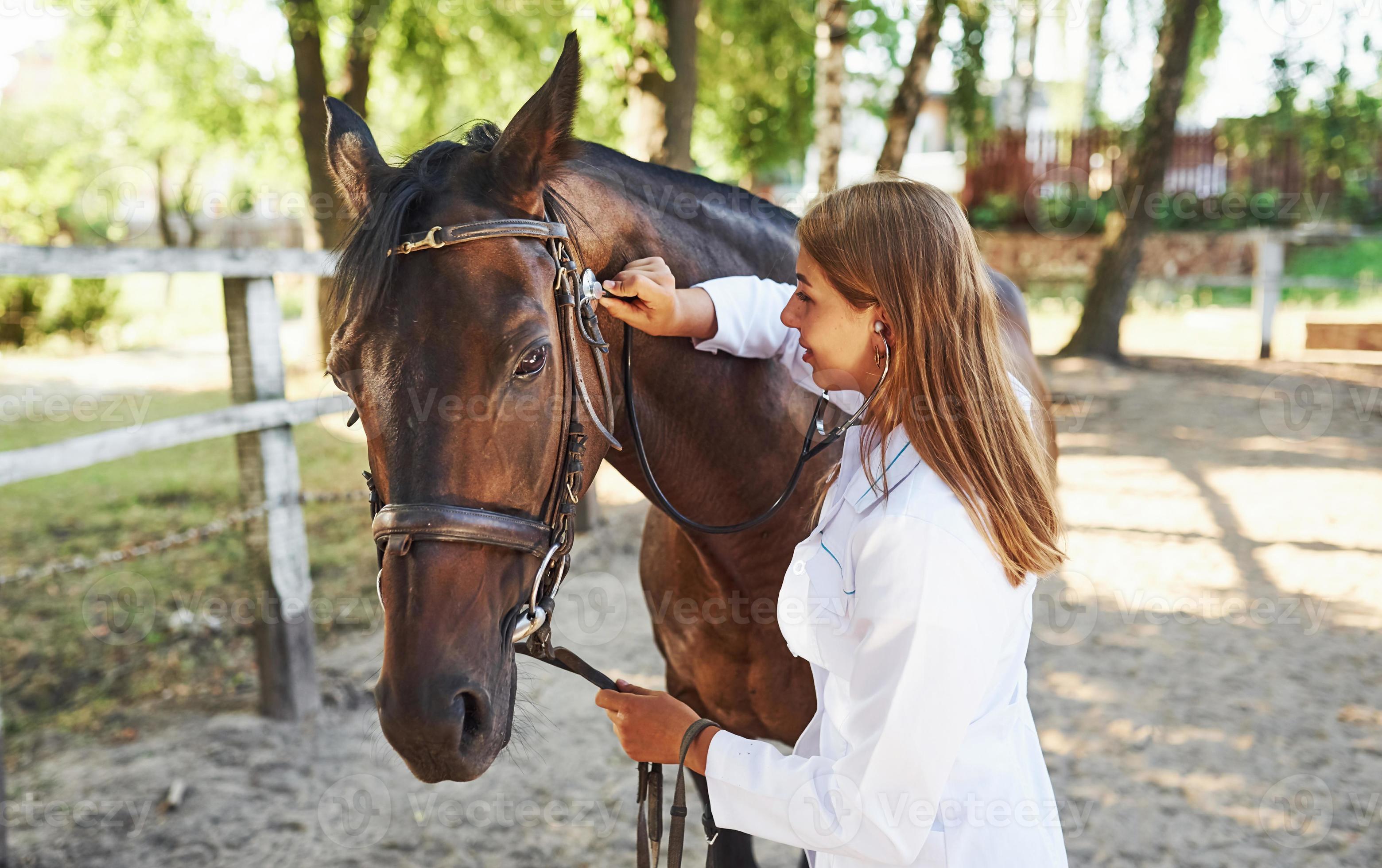 Using stethoscope. Female vet examining horse outdoors at the farm at