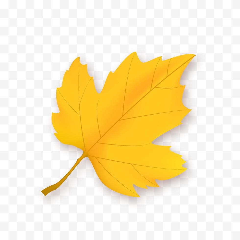 Yellow Autumn Leaf vector