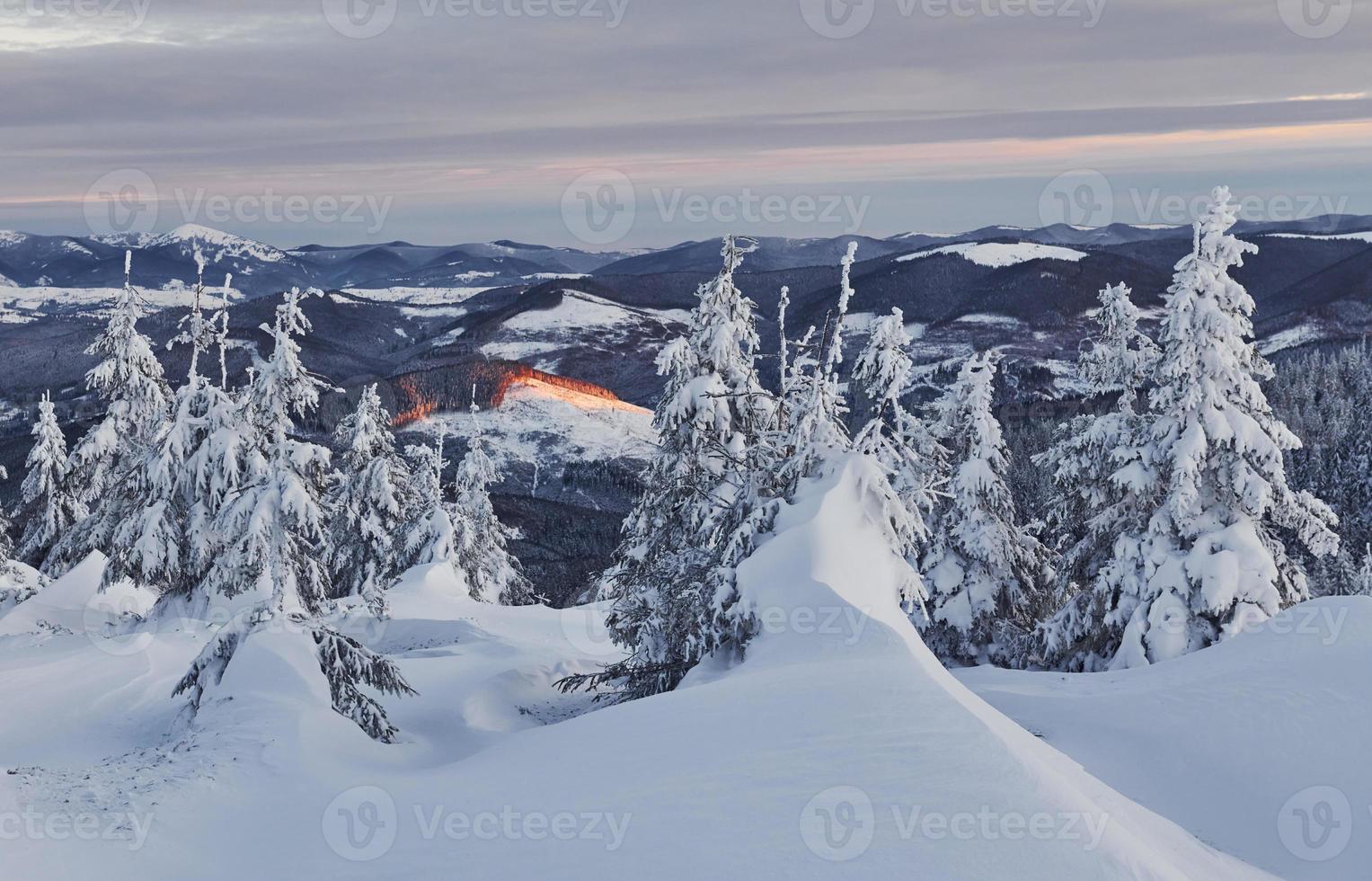 la nieve cubre mucho suelo y árboles. mágico paisaje invernal foto