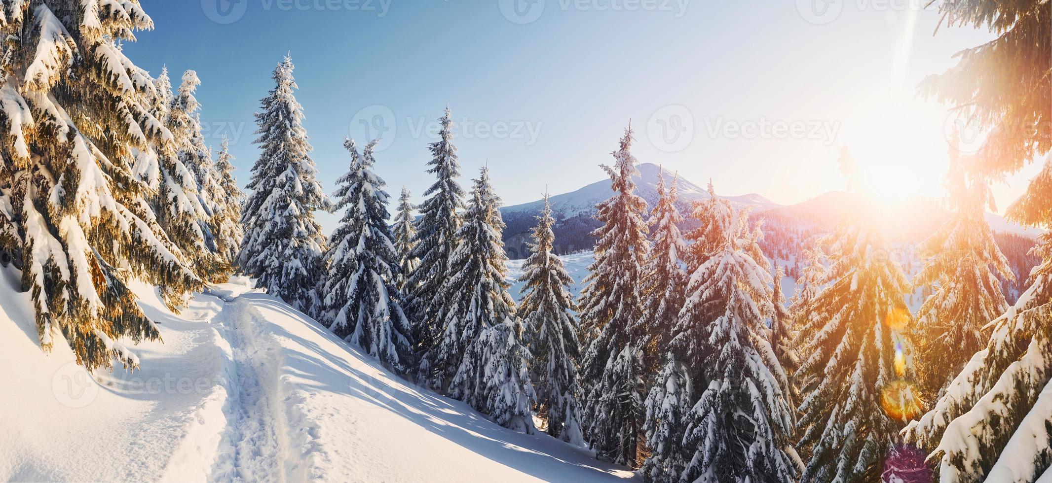 Majestic Petros mountain illuminated by sunlight. Magical winter landscape with snow covered trees at daytime photo