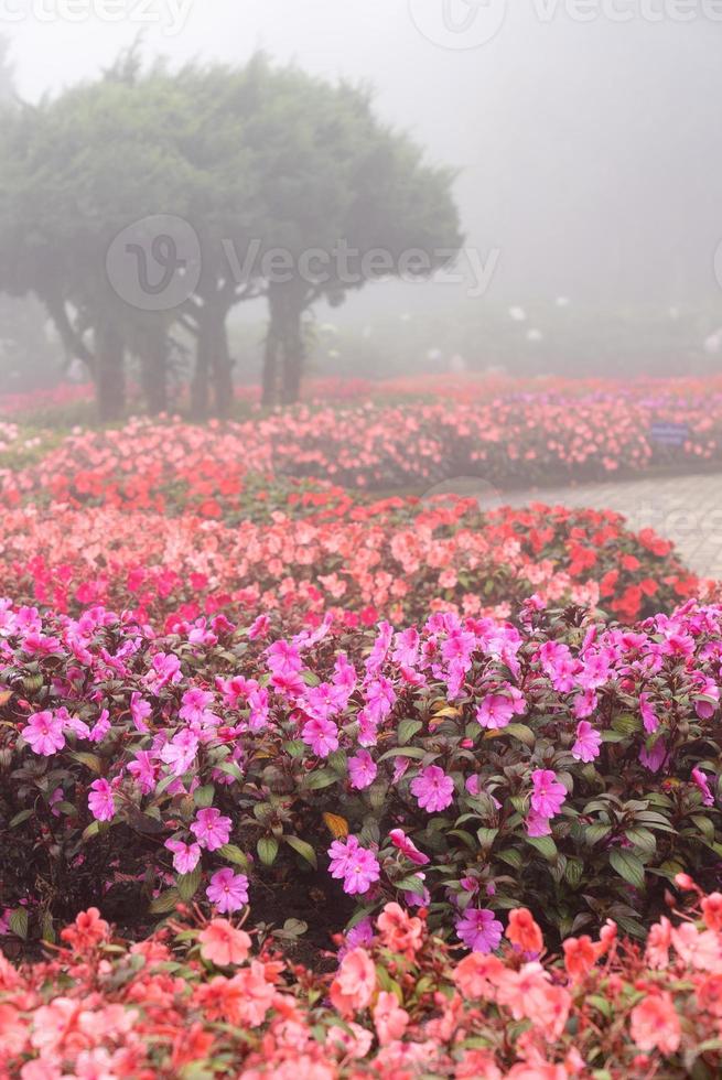 Landscape of Beautiful Pink Red and Orange Flowers in Garden in Misty Day in Winter photo