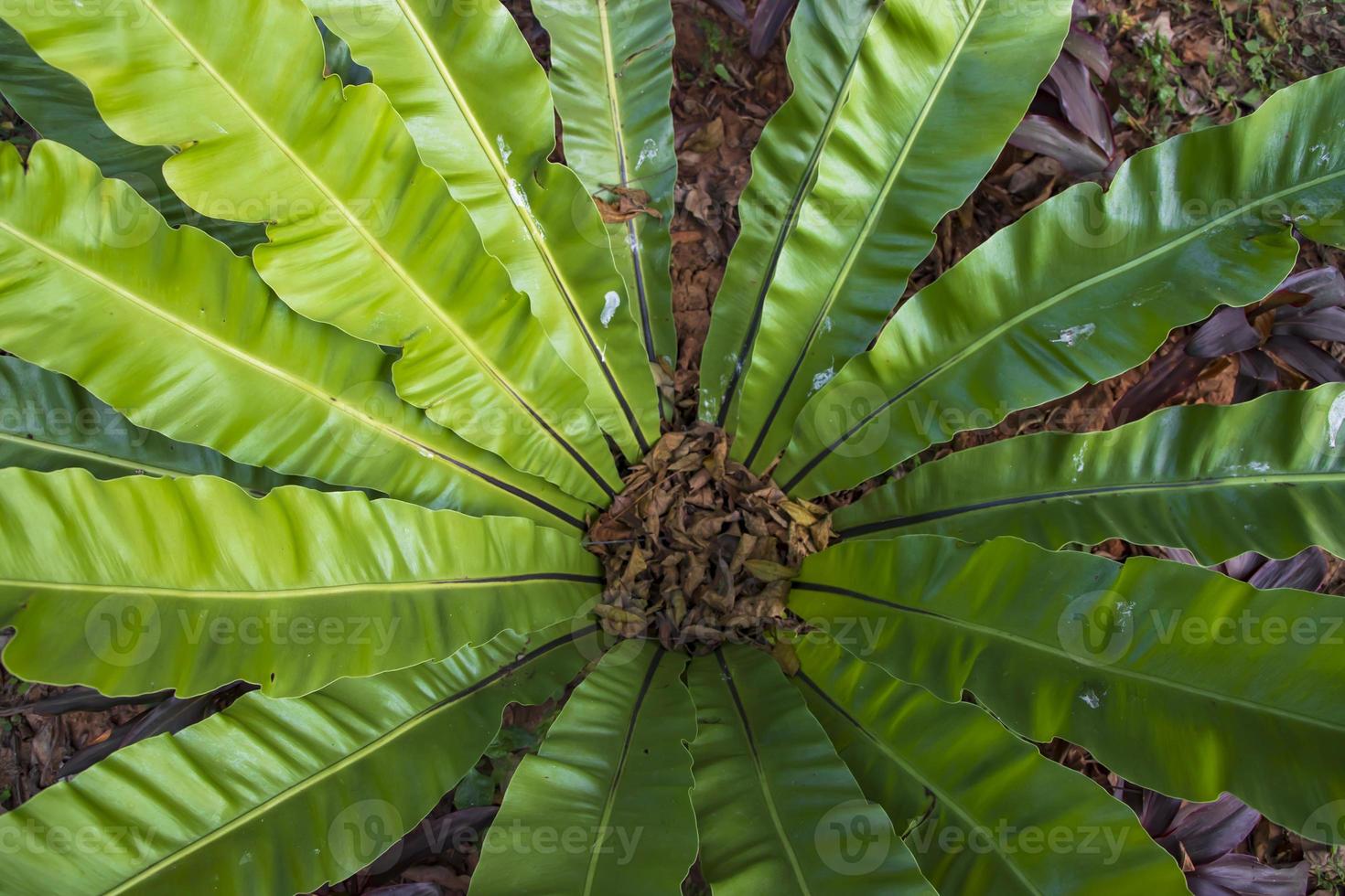 Bird s nest fern Asplenium nidus plant Natural green leaves  pattern texture background photo