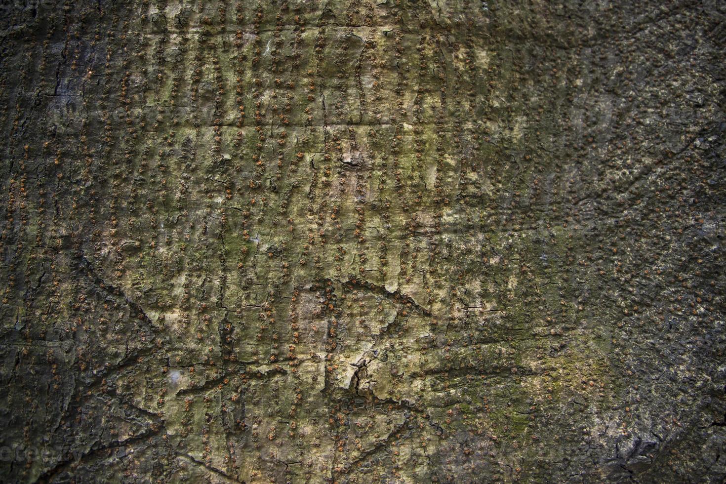 La textura de la corteza de un árbol grande y viejo se puede usar como papel tapiz de fondo foto