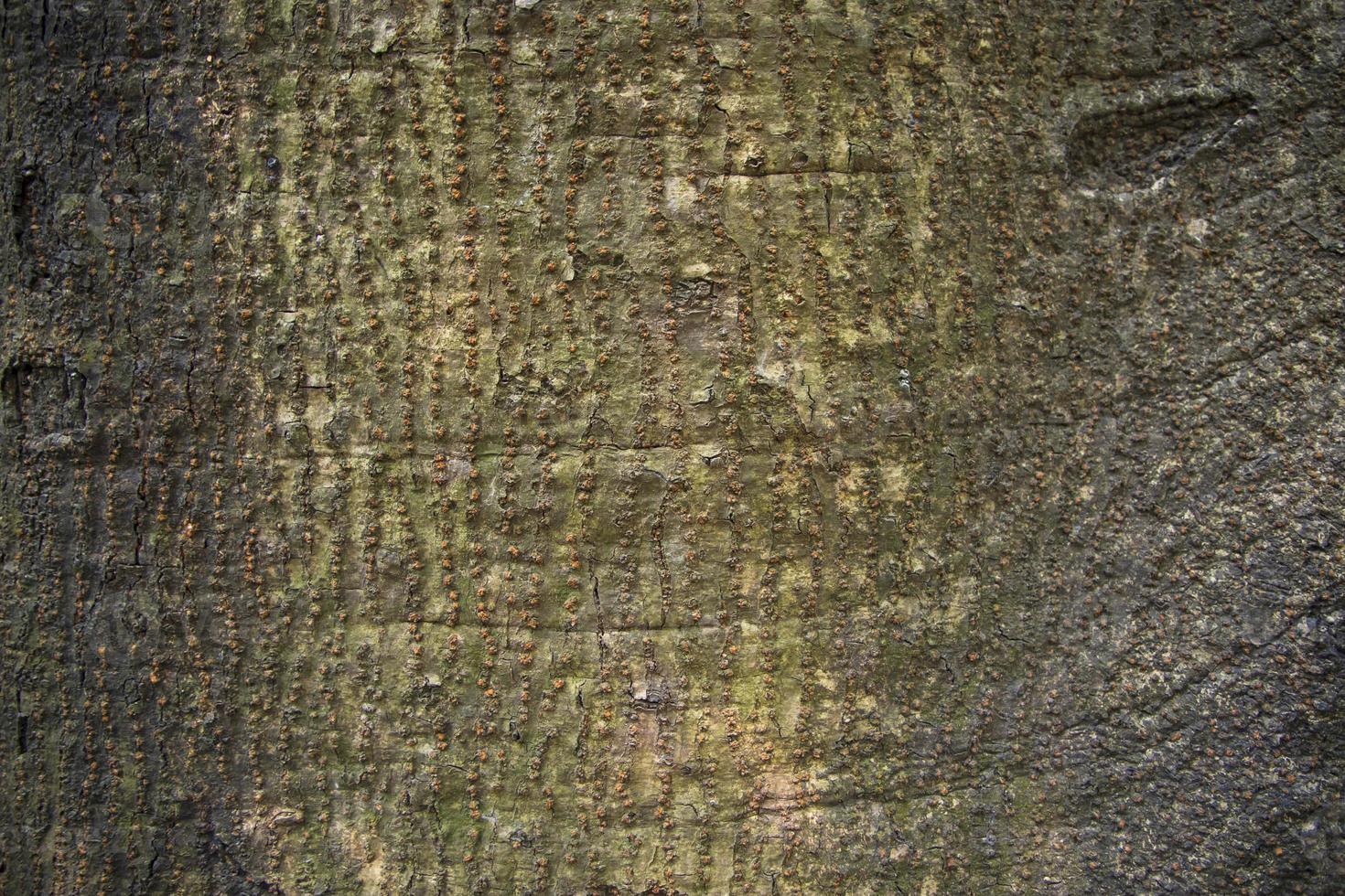 old Big tree bark  textured may be used as a background wallpaper photo