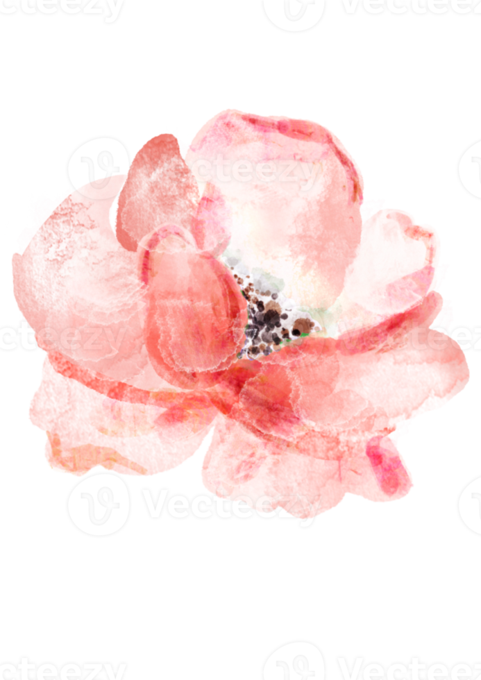 fleur floral illustration aquarelle png