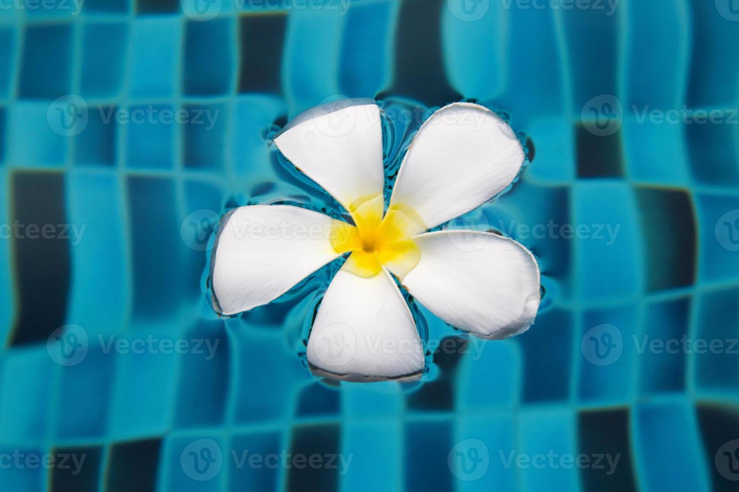 Flower of frangipani on a blue surface of a swimming pool. photo