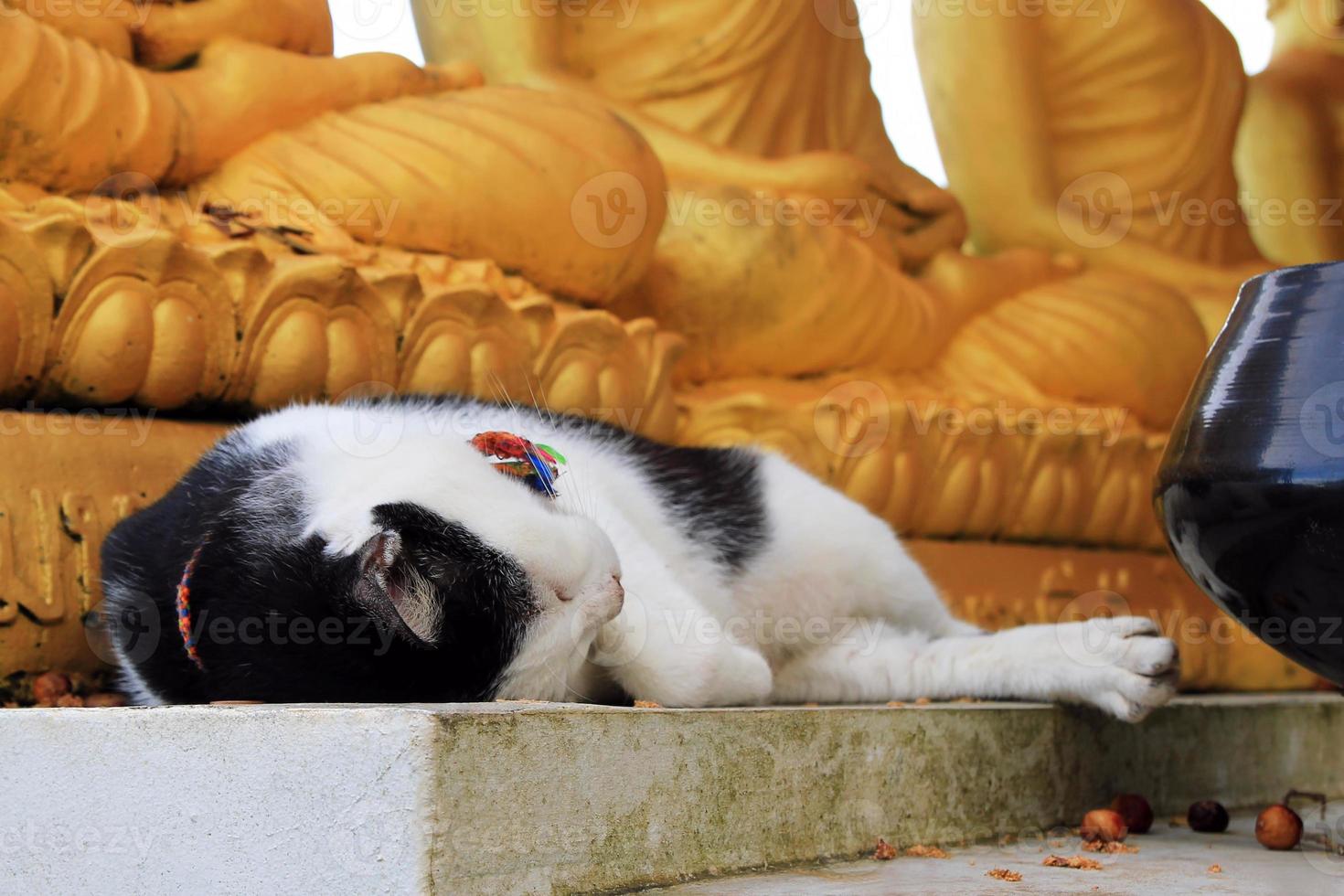 Black-white cat is sleeping in a temple. Phuket, Thailand. photo