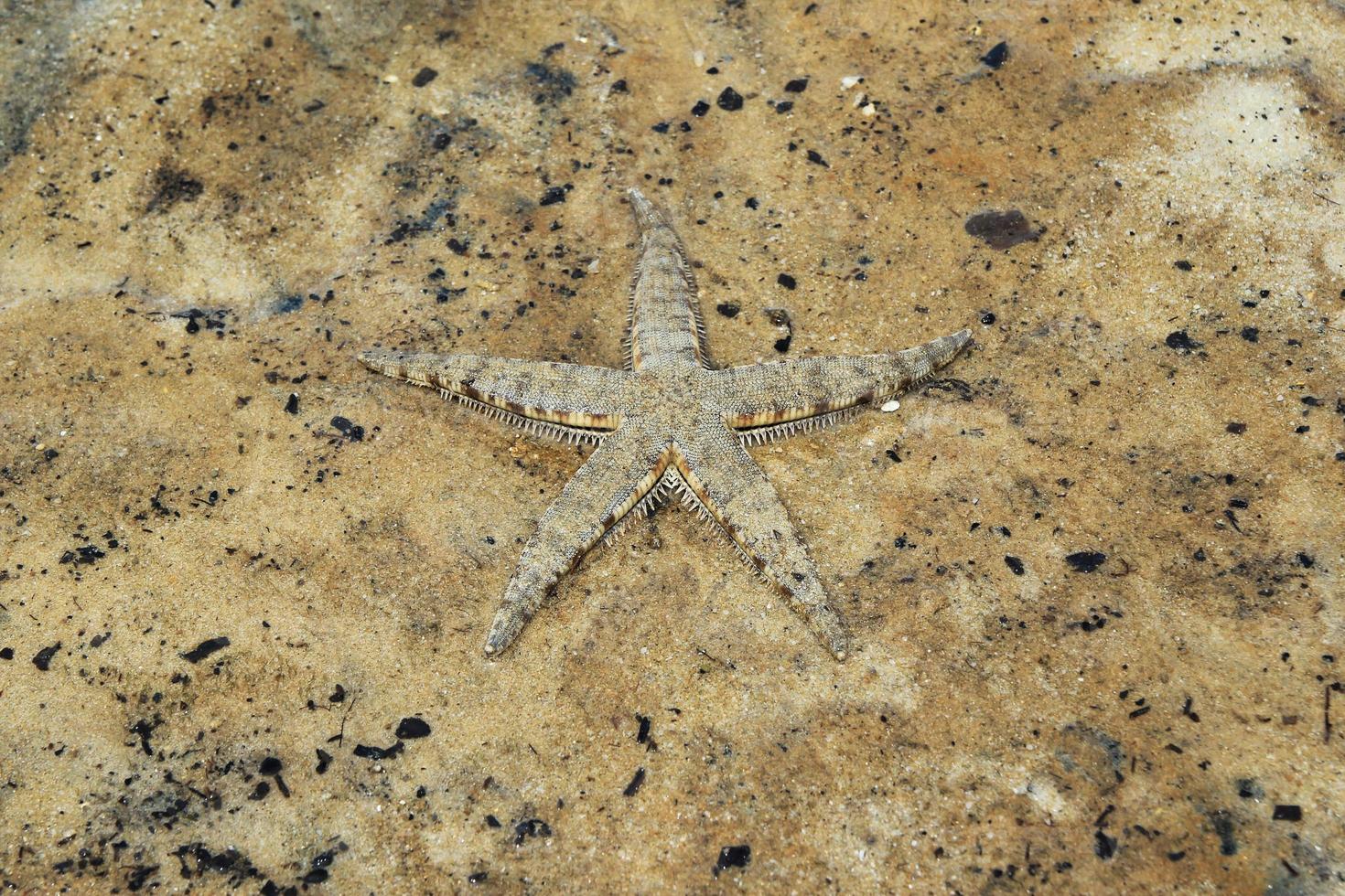 Travel to Krabi, Thailand. A starfish on a sand under the sea waves. photo
