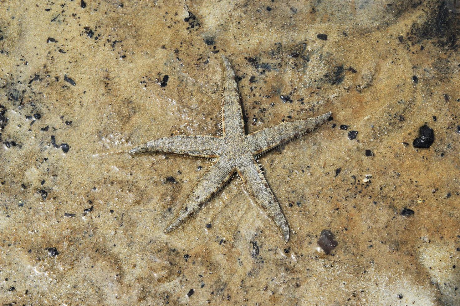 Travel to Krabi, Thailand. A starfish on a sand under the sea waves. photo