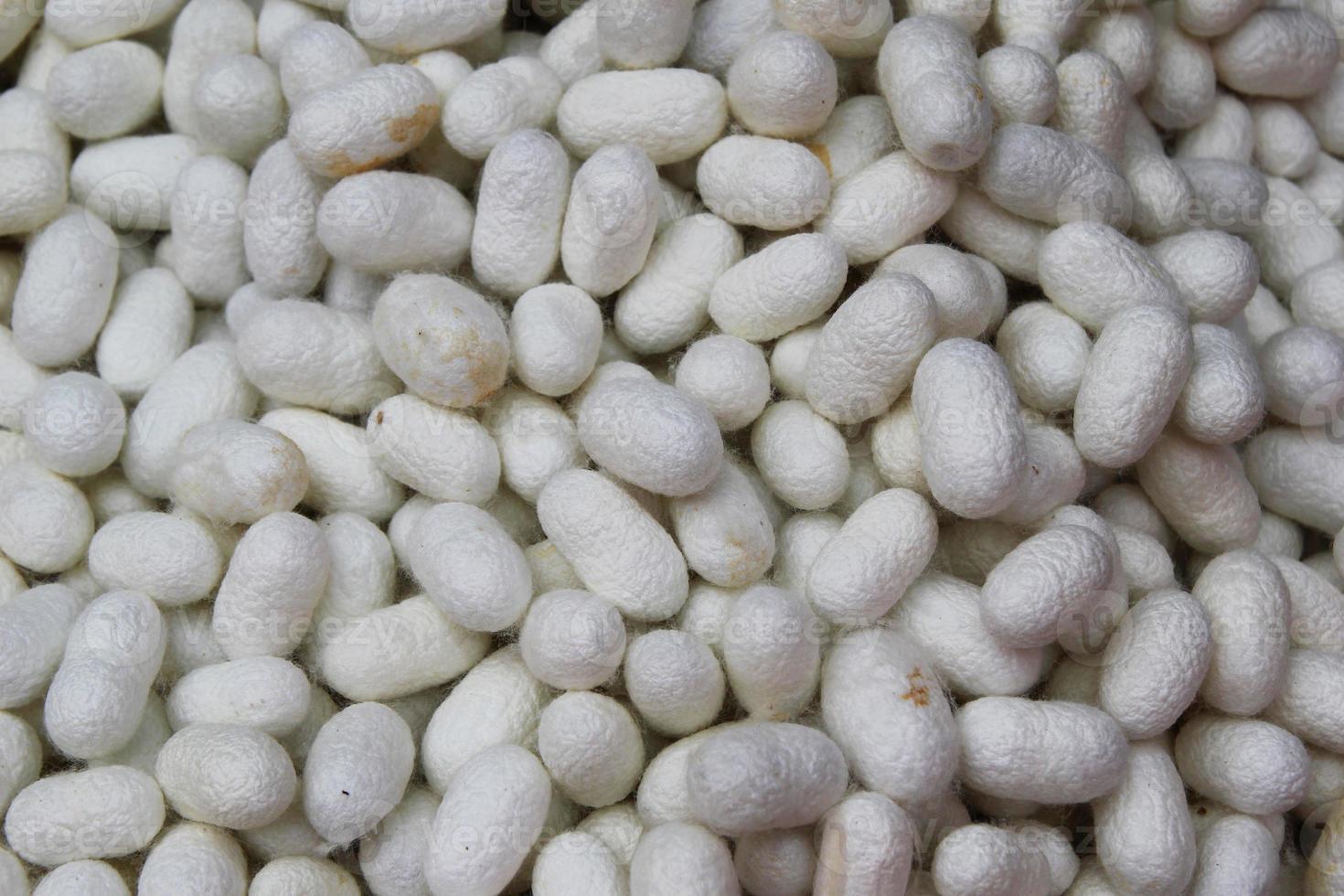 Bangkok, Thailand. White cocoons of the silkworm closeup on a fabric of Thai silk for background. photo