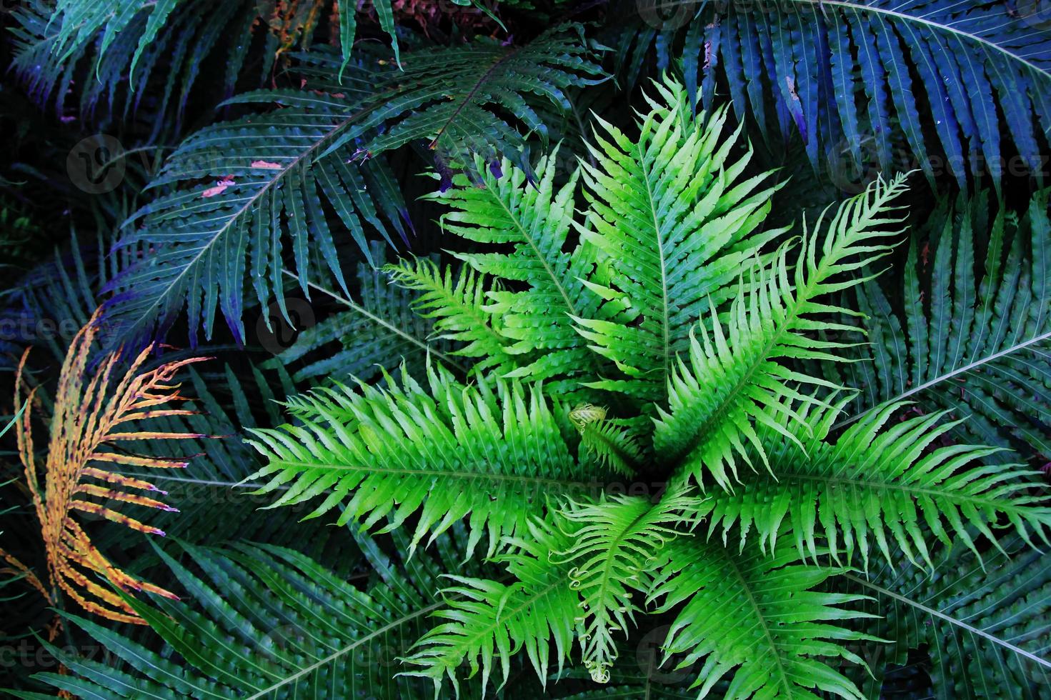 The top view on the green ferns on a black background. photo