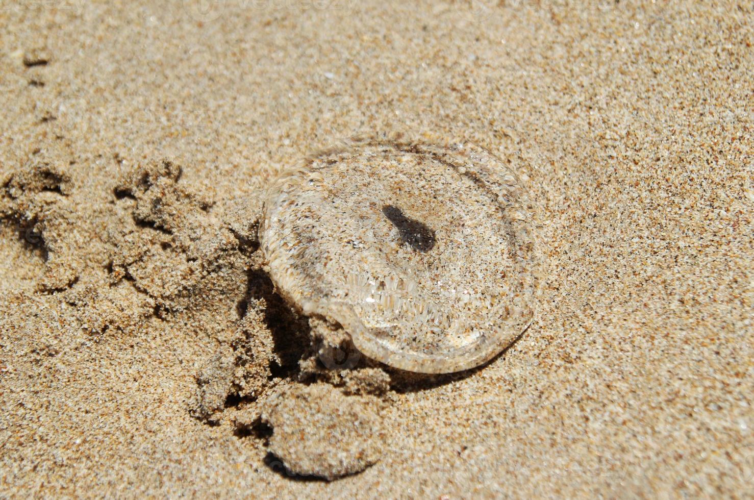 Travel to island Koh Lanta, Thailand. Transparent jellyfish on the sandy beach. photo