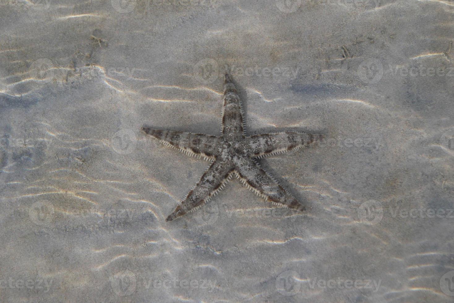 Travel to Phi Phi island, Thailand. A starfish on a sand under the sea waves. photo