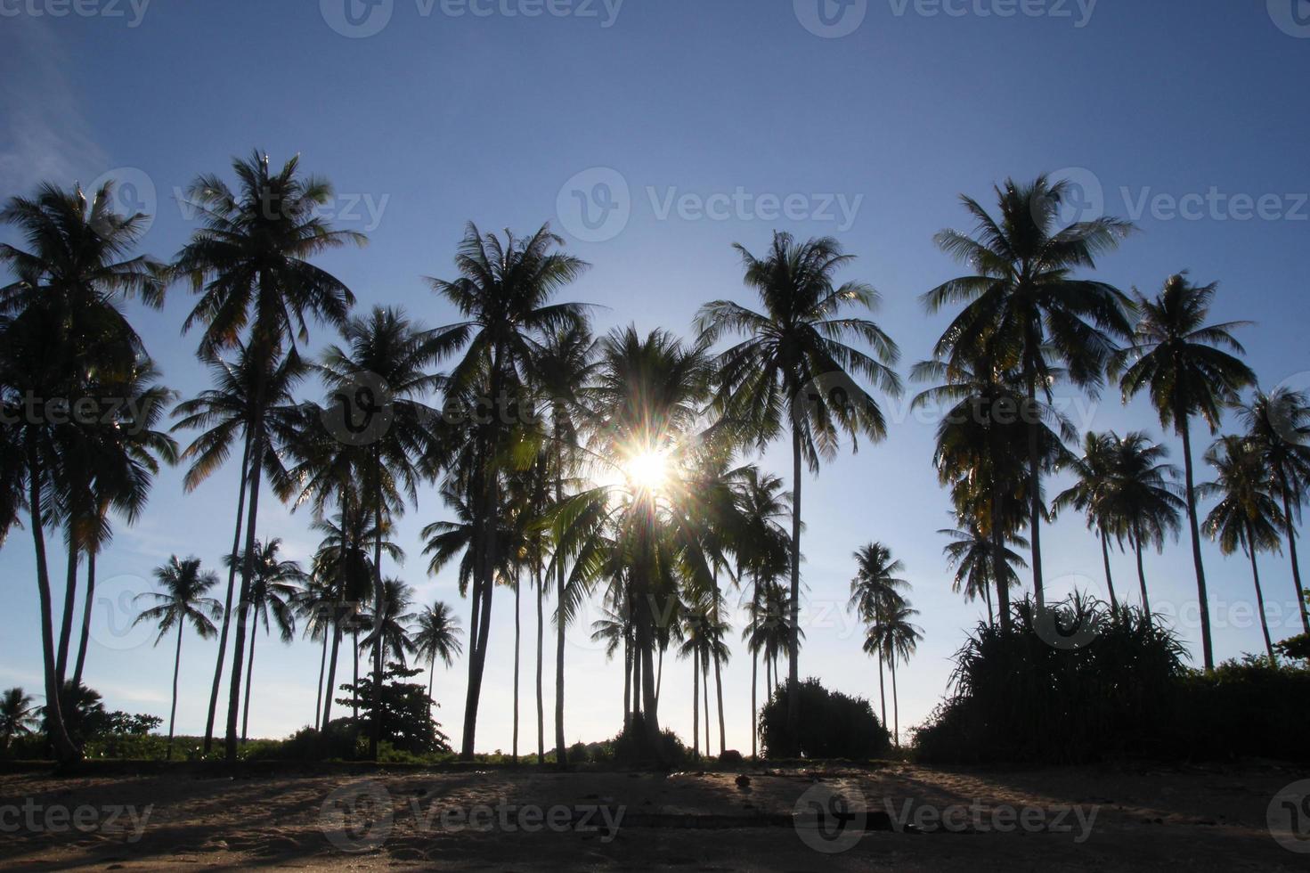 Travel to Island Koh Lanta, Thailand. The view on the palms on the beach in the sunlight. photo