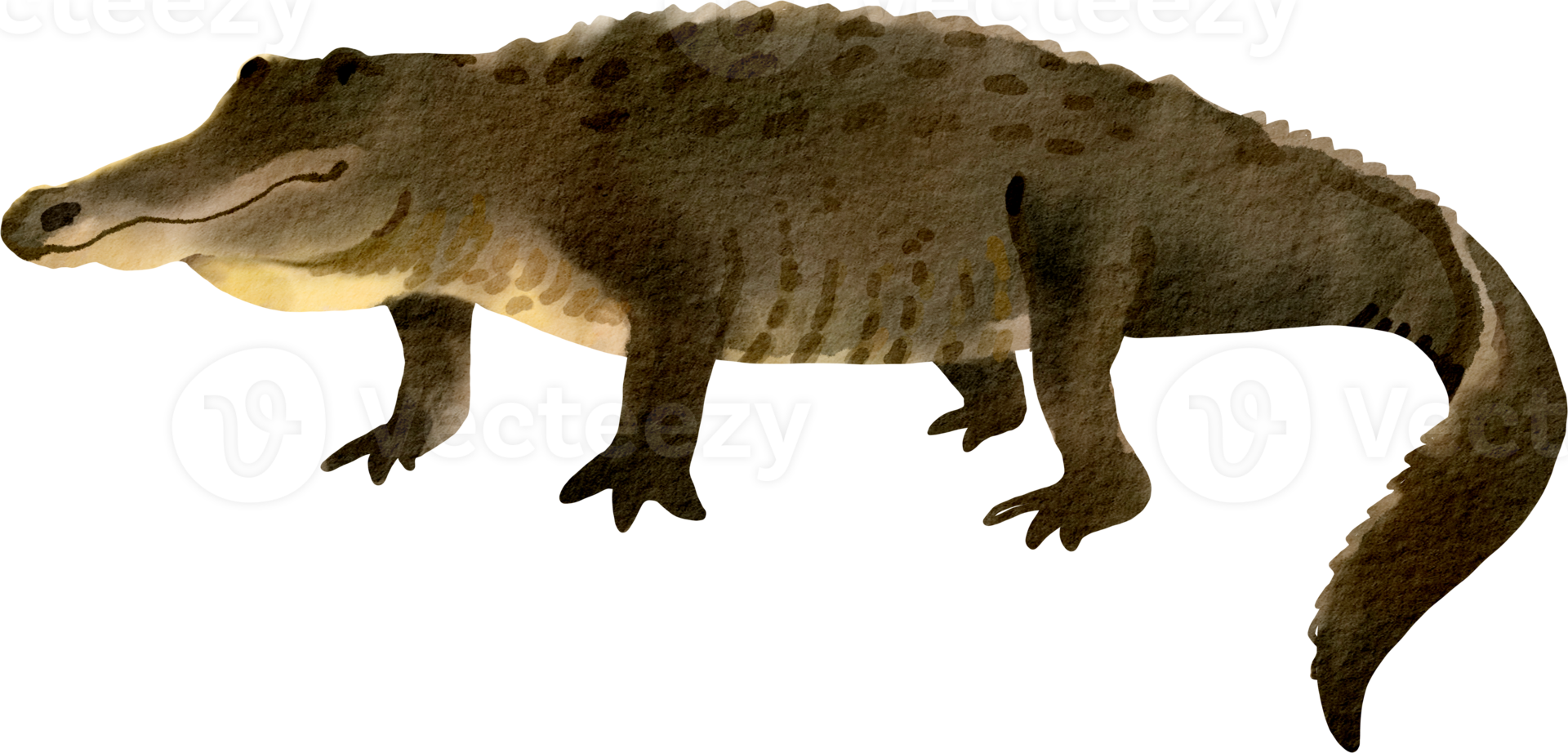 waterverf krokodil klem kunst png