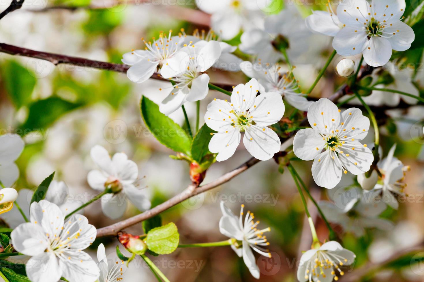 white cherry flowers on twig photo