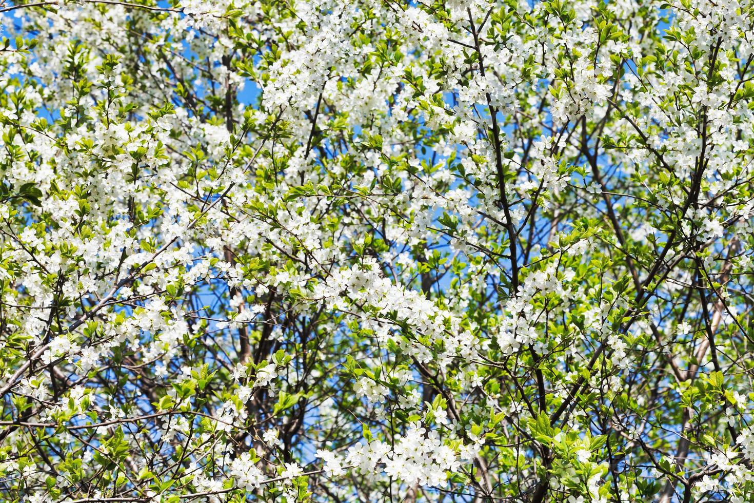 white blossoming cherry tree crown photo