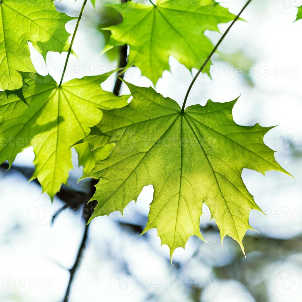 hoja de arce verde iluminada por el sol foto