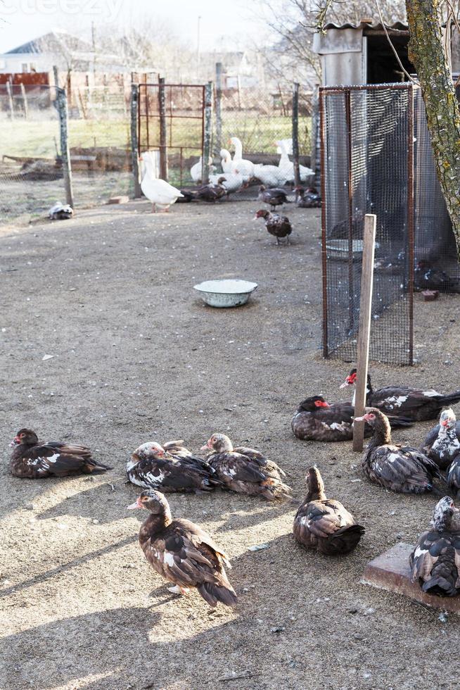 ducks and gooses in village poultry-yard photo