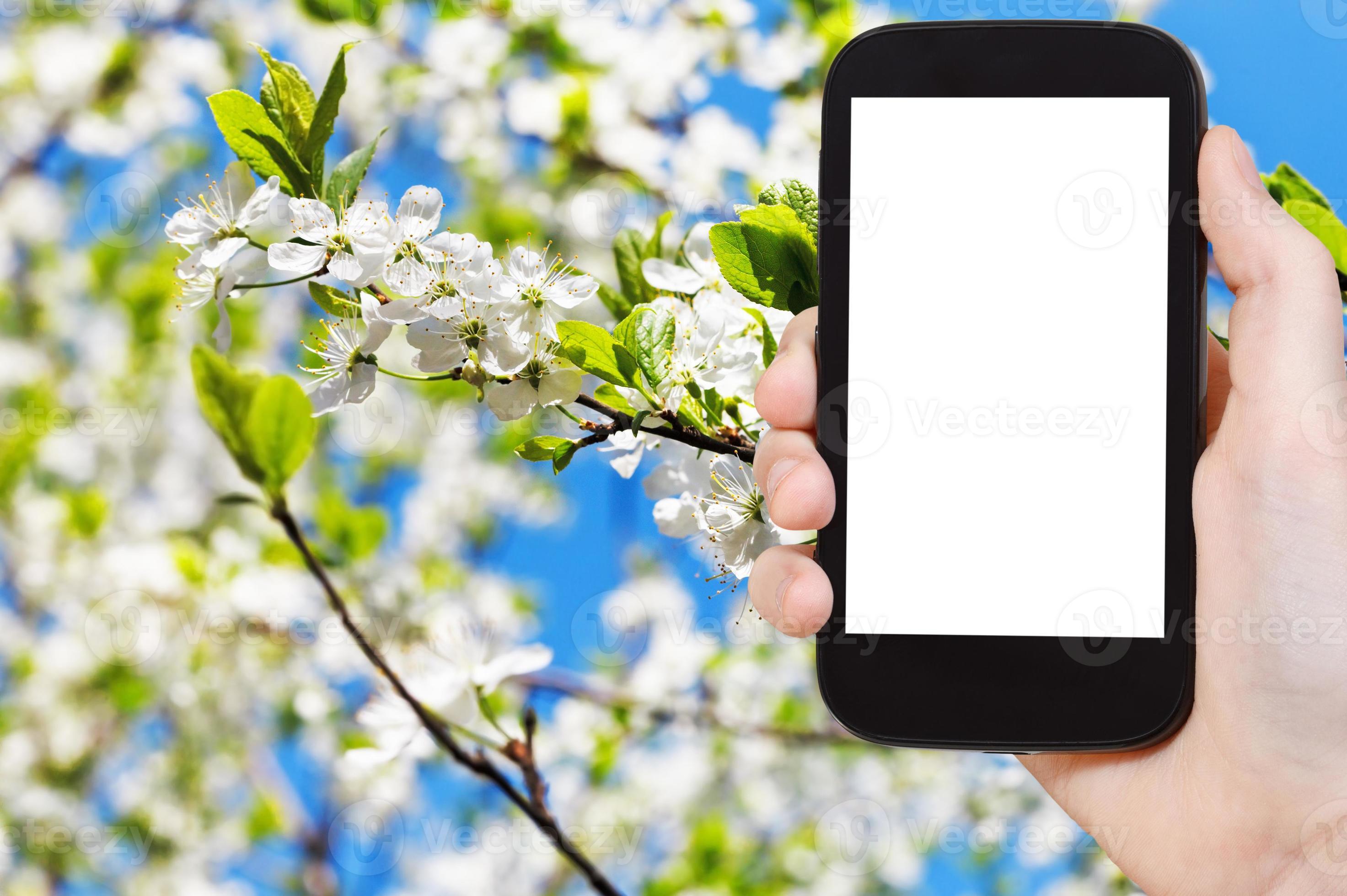 smartphone white flowers on apple tree in spring 15268438 Stock Photo