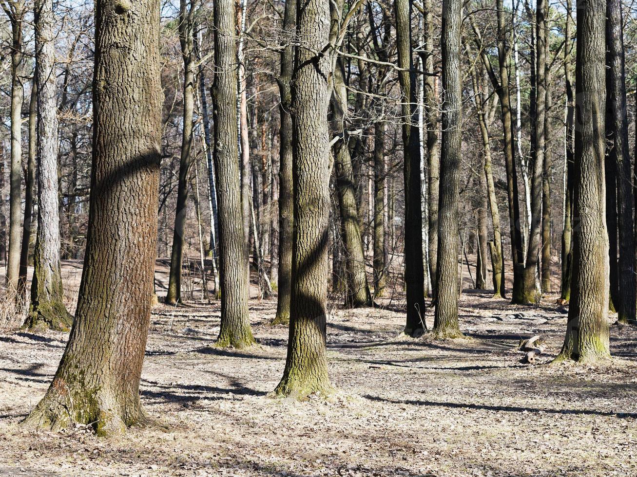 árboles desnudos a principios de primavera foto