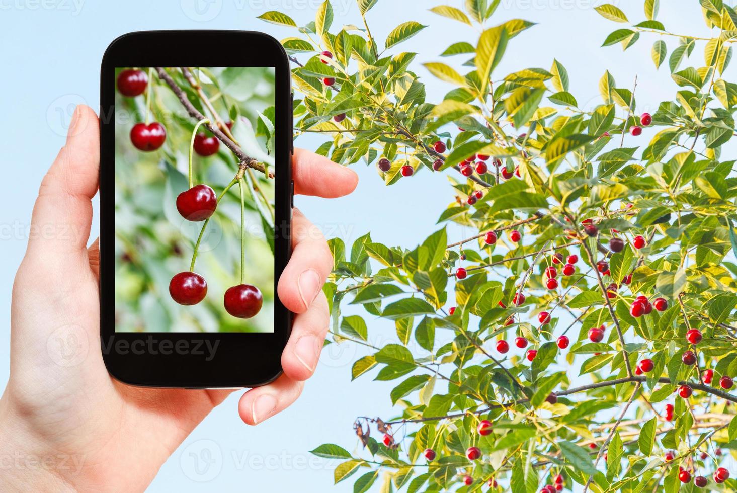 tourist photographs of tree with ripe red cherry photo