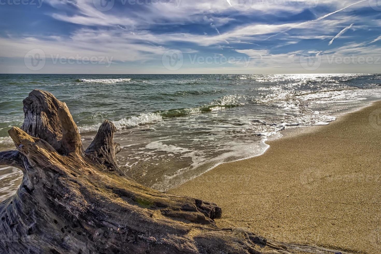 vista de día de la rama de un árbol en la playa con derrame de olas foto