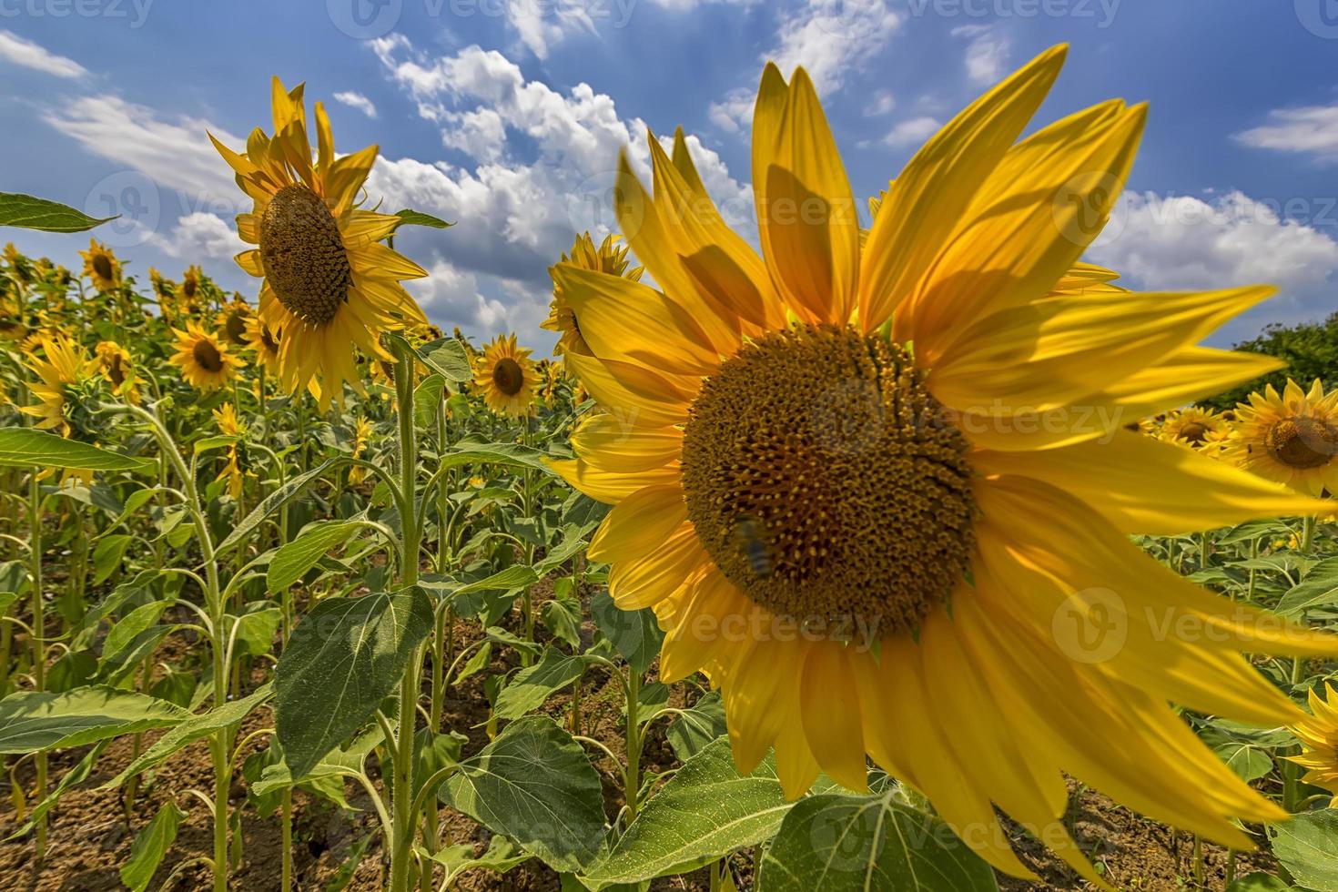 campo de girasol bajo un cielo azul y un gran cierre de girasol foto