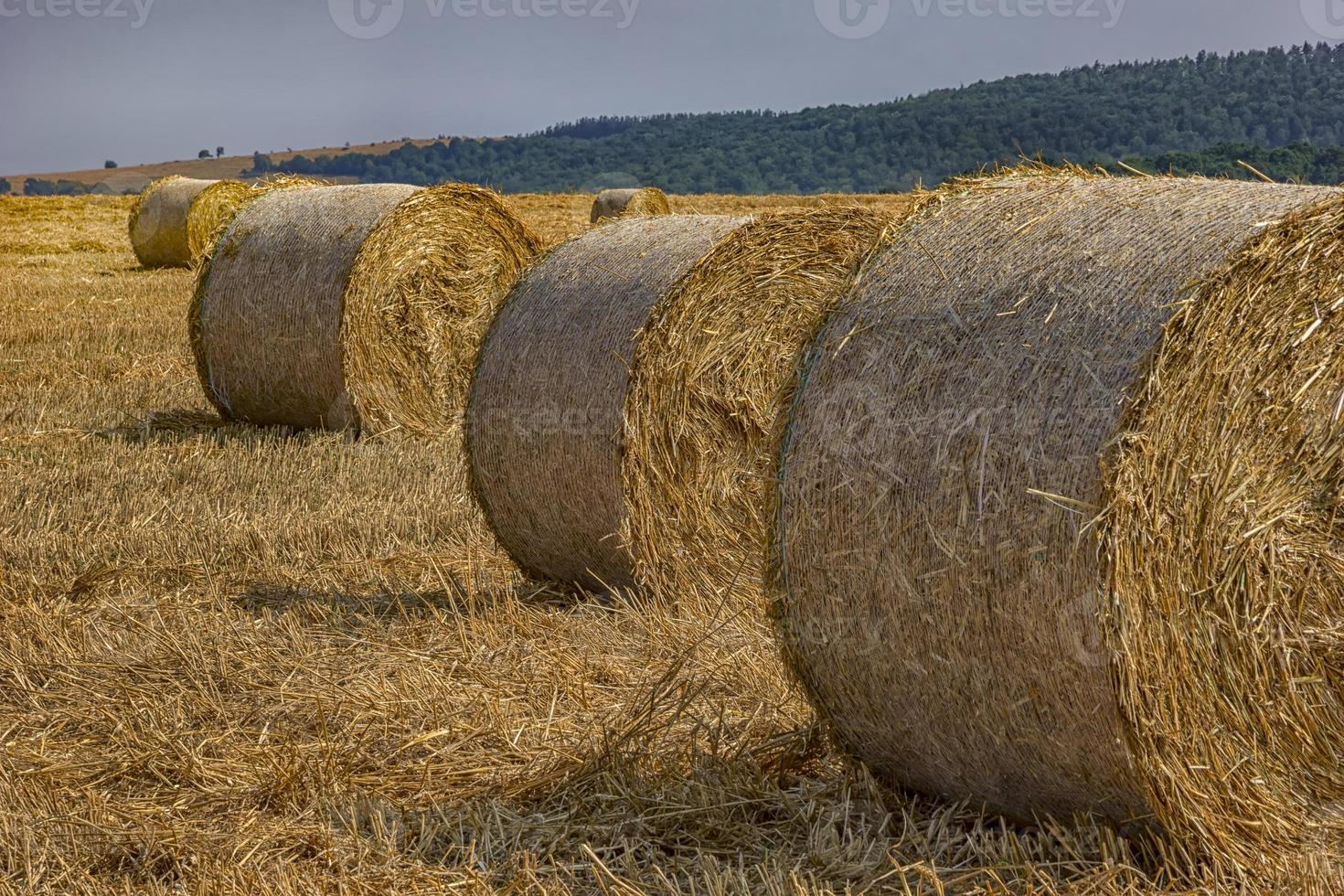 Big hay bales on the field after harvest photo